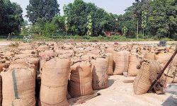 पर्सामा धान उत्पादन घट्यो