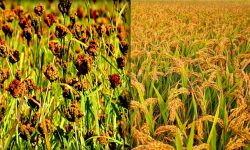 धान र कोदो उत्पादन बढ्यो