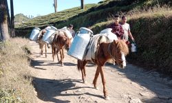 दुग्ध पदार्थ बिक्री नहुँदा कृषकलाई ‘मिल्क होलिडे’ को त्रास