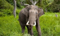 हात्तीको आक्रमणबाट कार्यालय सहयोगीको मृत्यु