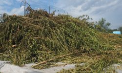 40,000 cannabis plants destroyed