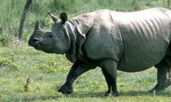 गैँडा संरक्षणका लागि ‘राइनो गोल्डकप’ हुँदै