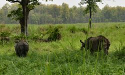 वन्यजन्तु बढ्दै, घाँसे मैदान घट्दै