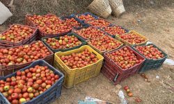 बजार नपाउँदा बारीमै कुहिन थाल्यो गोलभेँडा