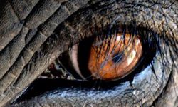 चितवनमा ध्रुवे, गोविन्दे, रोनाल्डो र मकुनाको त्रास