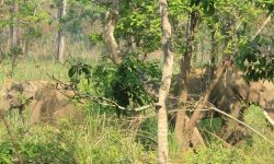 ध्रुवे हात्तीलाई रेडियोकलर जडान गरिँदै