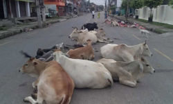 छाडा पशु व्यवस्थानका लागि गौशाला