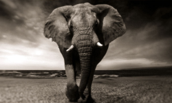 भारतबाट पसेका हात्तीका कारण ३ जिल्लामा त्रास   