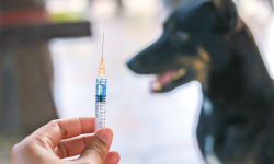 कुकुरले टोकेर रेबिजविरुद्धको खोप लगाउने आउने सङ्ख्यामा वृद्धि