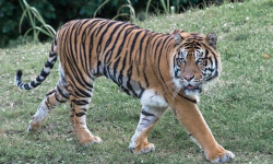 चितवन राष्ट्रिय निकुञ्जमा अब सहजै पाटे बाघ देख्न पाइने