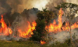४८ वटा नेपाल जत्रो संसारकै विशाल जंगल, जहाँ उम्लिरहेको नदी छ !