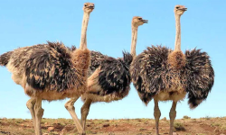 दिमागभन्दा ठूलो आँखा हुने चरा  !