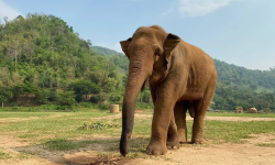 छोराछोरीलाई पढ्न पठाउन पनि हात्तीको डर