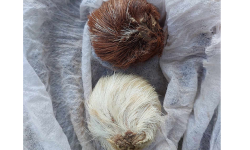 कस्तुरीको बिनासहित एक जना पक्राउ