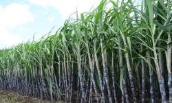 उखु कृषकलाई अनुदानबापत ८० करोड भुक्तानी