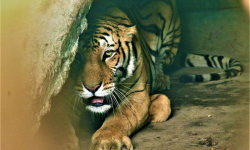 बर्दियामा बाघको आक्रमणबाट बालकको मृत्यु