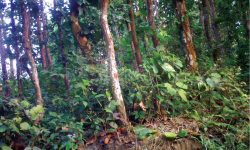 काँकरभिट्टा–लौकही सडक स्तरोन्नतिमा ११ हजार पाँच सय १३ रुख काटिने