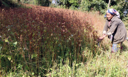 फापर खेती लगाउन किसानको मोह हराउन थाल्यो
