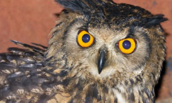 पर्वतमा लाटो कोसेरो उत्सव हुने