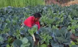 विदेशबाट फर्केर तरकारी खेती गर्दै मनिराज