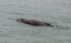 नारायणीमा गोही खोज्दा भेटियो डल्फिन