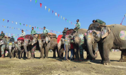 हात्ती सौन्दर्य प्रतियोगिताको उपाधि सेल्फीकलीलाई