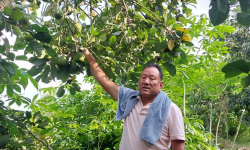 सुन्तला खेती मास्दै एभोकाडो लगाउँदै इलामका किसान