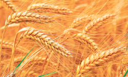 गहुँको समर्थन मूल्य प्रतिक्वीन्टल ३,६५० रुपैयाँ