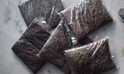 एयर कार्गोमार्फत आएको १ किलो गाँजा बरामद