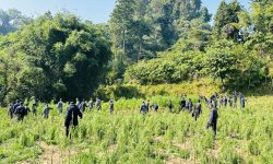 पन्ध्र बिघामा गरिएको गाँजाखेती नष्ट