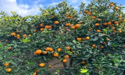 जुनार बेच्न भ्याइनभ्याइ