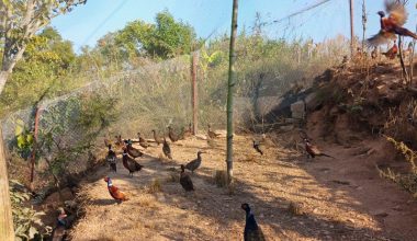 रामपुरमा व्यावसायिक कालिजपालन