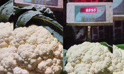 पदमले फलाए नौ किलोको एउटै काउली