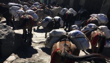 उत्तरी गोरखाको सिर्दीबासमा खच्चडबाट चामल ढुवानी