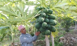 मेवा बेचेर मासिक आम्दानी डेढ लाख