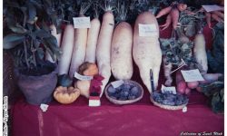 कथा मूलाको