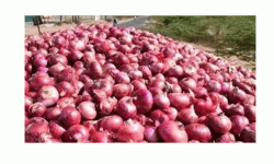 बीपी राजमार्गबाट १६ टन प्याज बरामद