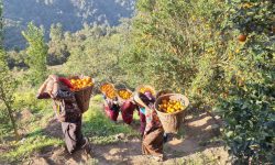 विश्वबहादुरको एउटै बगानमा फल्यो ७५ लाखको सुन्तला