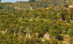 सुन्तलाको बोट सुक्दै गएपछि चिन्तामा कृषक