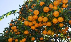 सुन्तलाको मूल्य निर्धारण