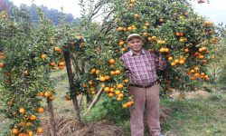 शिक्षणबाट अवकाशपछि सुन्तलाखेतीमा : बर्सेनि पाँच लाख कमाई