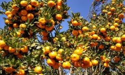 नवलपरासी पूर्वमा आठ करोड बढीको सुन्तला उत्पादन