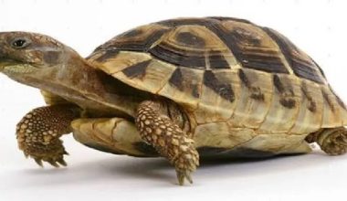 चार हजार कछुवा बरामद