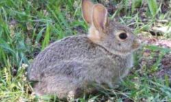 आधुनिक वन्यजन्तु उद्धार केन्द्रमा पशुपन्छी स्थानान्तरण