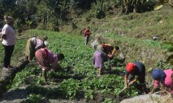 म्याग्दीको सिङ्गा ठूलोखोलामा सामूहिक आलुखेती