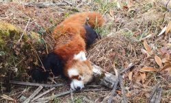 इलामको जौबारीमा मृत भेटियो पोथी रेडपान्डा