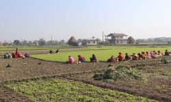 पश्चिम चितवन गाजरखेतीको ‘हब’