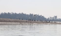 नारायणी नदी क्षेत्रमा ४१ प्रजातिका जलपक्षी भेटिए