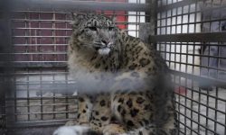 उर्लाबारीमा हिँउ चितुवा भेटिनु अस्वभाविक : वन्यजन्तु संरक्षण विभाग