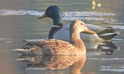 आहारा खोज्दै घोडाघोडी आइपुगे आगन्तुक चरा